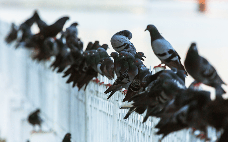 aves