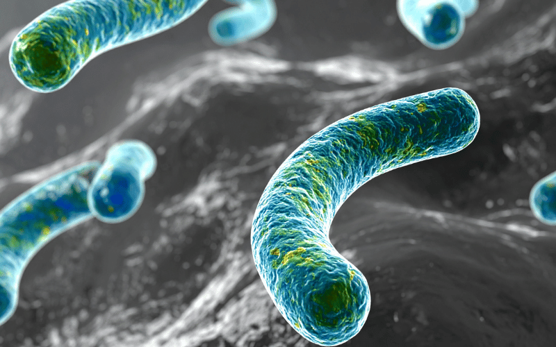 bacterias