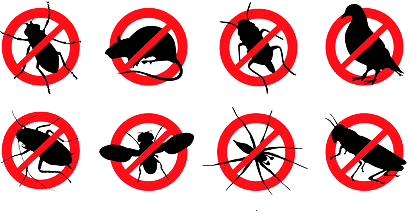 Control de Plagas en Badalona: Protege tu Propiedad