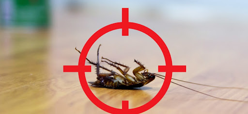 Control de cucarachas en viviendas y negocios: prevención y soluciones efectivas