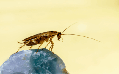 ¿Cuáles son las plagas más comunes en el hogar y la industria?