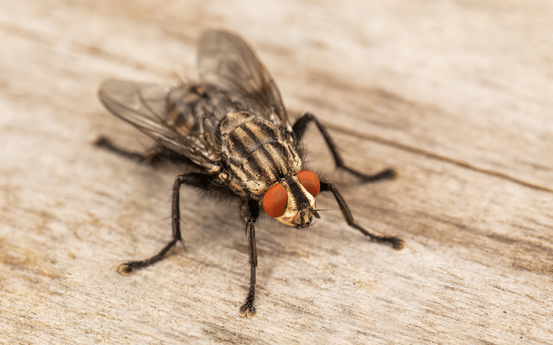 insectos