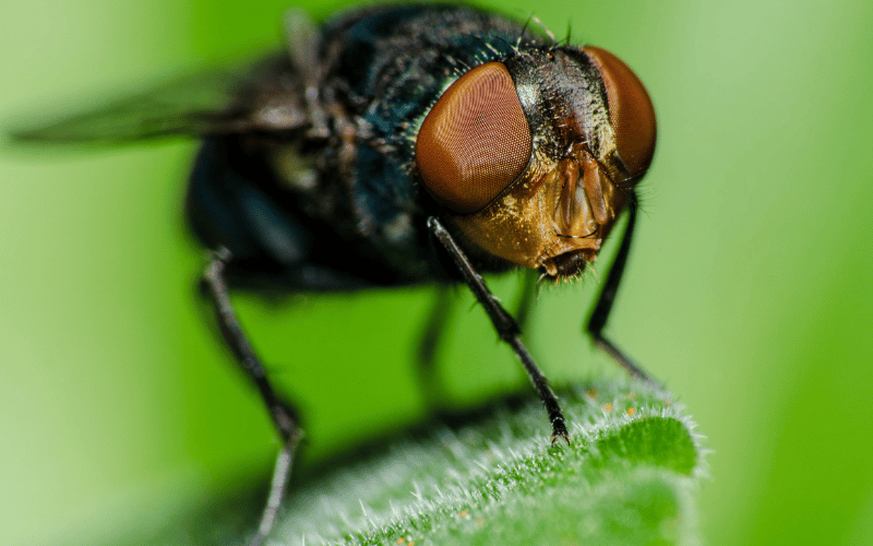 mosquitas