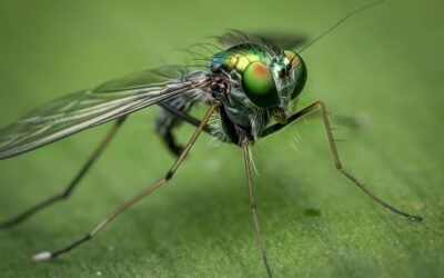 ¿Qué son las mosquitas y cómo se generan?