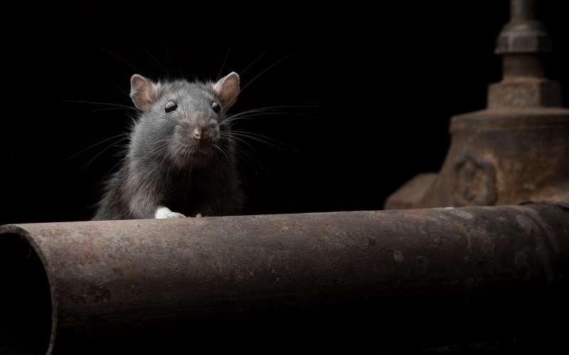 ratas
