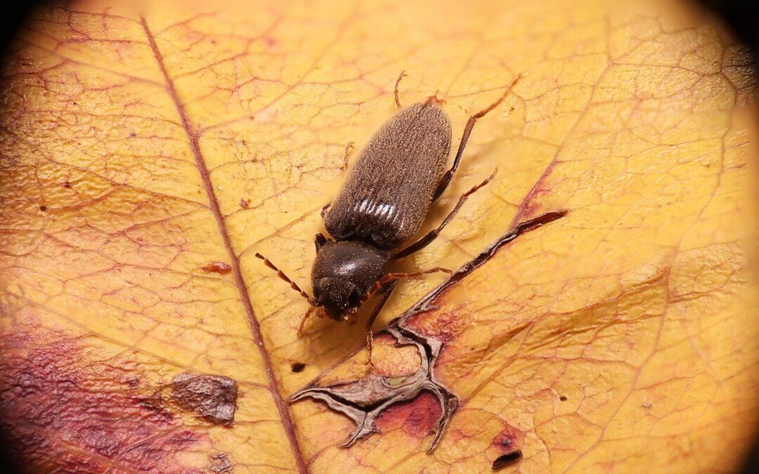 ¿Cómo saber si tienes una plaga en casa?