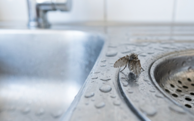 Mosca del desagüe: por qué aparece y cómo eliminarla definitivamente